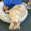 Tauranga Wellness Hub - CoCo ESA Therapy Dog, Hard @ Work